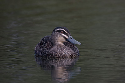 BUITEN BEELD Foto: 11370