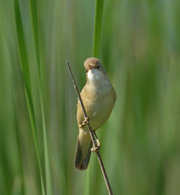 BUITEN BEELD Foto: 11387