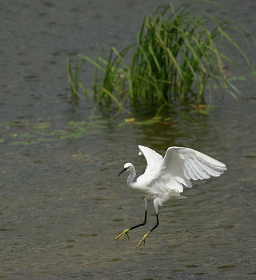 BUITEN BEELD Foto: 11391