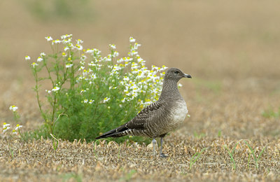 BUITEN BEELD Foto: 11395