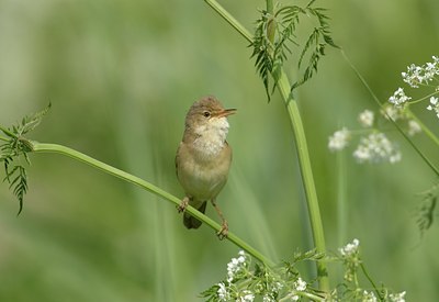 BUITEN BEELD Foto: 11409