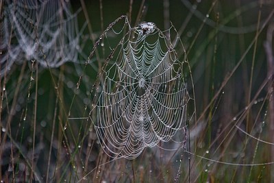 BUITEN BEELD Foto: 11452