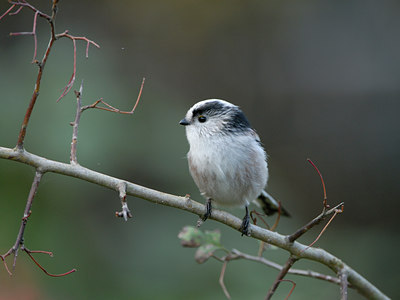 BUITEN BEELD Foto: 11461