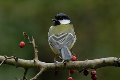 BUITEN BEELD Foto: 11466