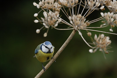 BUITEN BEELD Foto: 11467