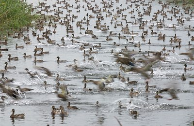 BUITEN BEELD Foto: 11508