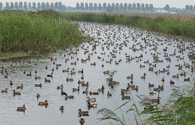 BUITEN BEELD Foto: 11513