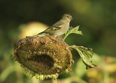 BUITEN BEELD Foto: 11525