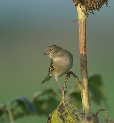 BUITEN BEELD Foto: 11527