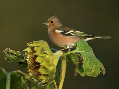 BUITEN BEELD Foto: 11528