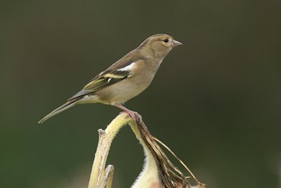 BUITEN BEELD Foto: 11530