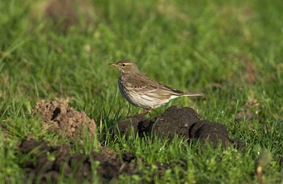 BUITEN BEELD Foto: 11536