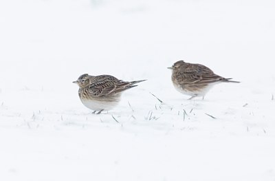 BUITEN BEELD Foto: 11547