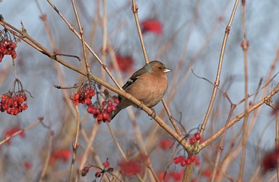 BUITEN BEELD Foto: 11549