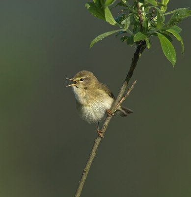 BUITEN BEELD Foto: 11553