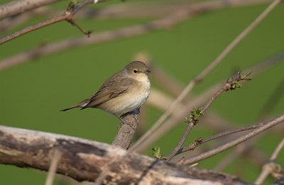 BUITEN BEELD Foto: 11561