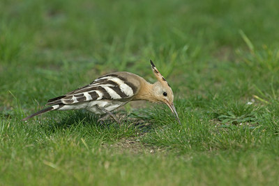 BUITEN BEELD Foto: 11584