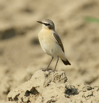 BUITEN BEELD Foto: 11595