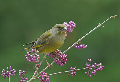 BUITEN BEELD Foto: 11598