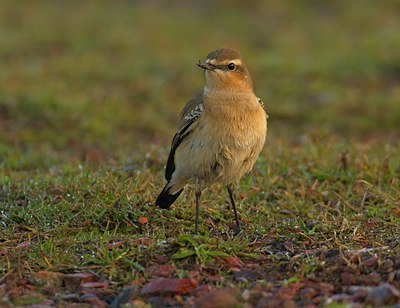 BUITEN BEELD Foto: 11605