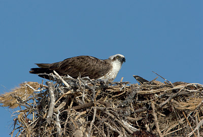 BUITEN BEELD Foto: 11632