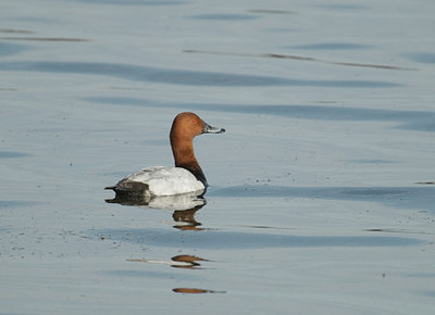 BUITEN BEELD Foto: 11636