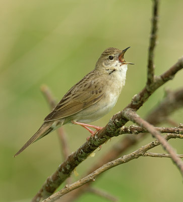 BUITEN BEELD Foto: 11662