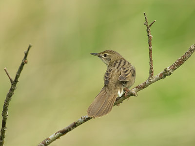 BUITEN BEELD Foto: 11664