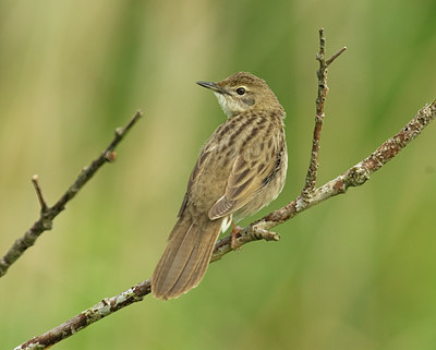 BUITEN BEELD Foto: 11665