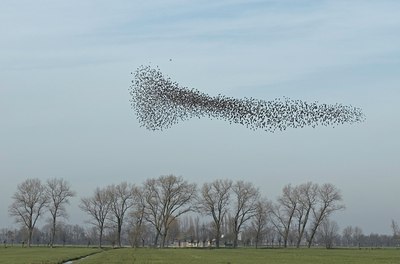 BUITEN BEELD Foto: 11679