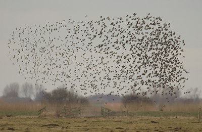 BUITEN BEELD Foto: 11695