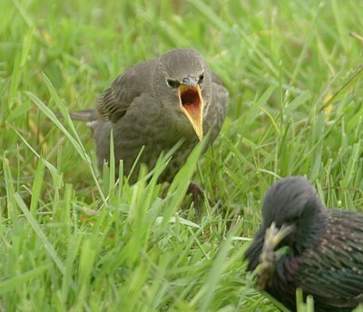 BUITEN BEELD Foto: 11697