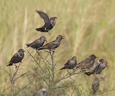 BUITEN BEELD Foto: 11721