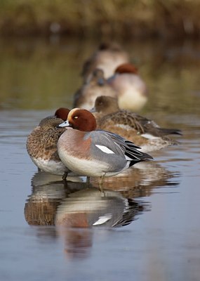 BUITEN BEELD Foto: 11726