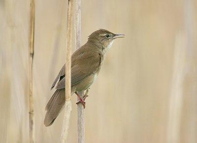 BUITEN BEELD Foto: 11735