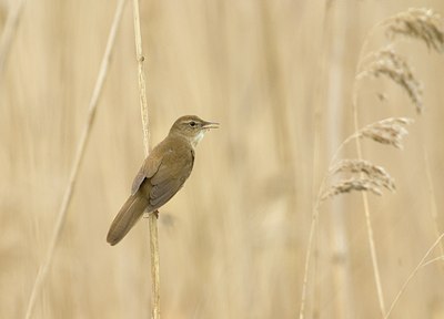 BUITEN BEELD Foto: 11739