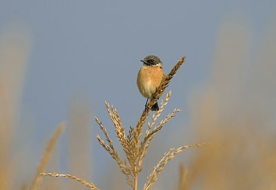 BUITEN BEELD Foto: 11755