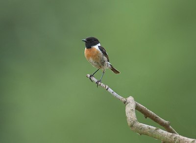 BUITEN BEELD Foto: 11760