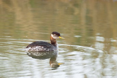 BUITEN BEELD Foto: 11766