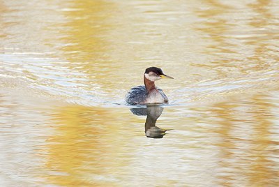 BUITEN BEELD Foto: 11767