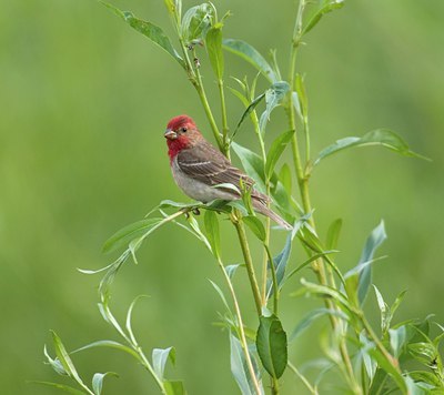 BUITEN BEELD Foto: 11768