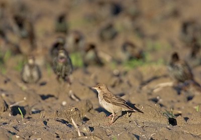 BUITEN BEELD Foto: 11775