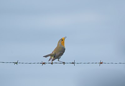 BUITEN BEELD Foto: 11801