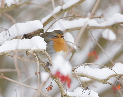 BUITEN BEELD Foto: 11811