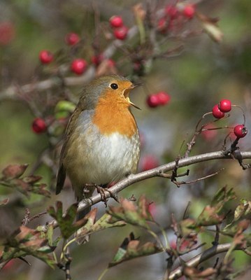 BUITEN BEELD Foto: 11812