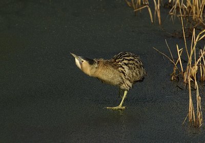 BUITEN BEELD Foto: 11823