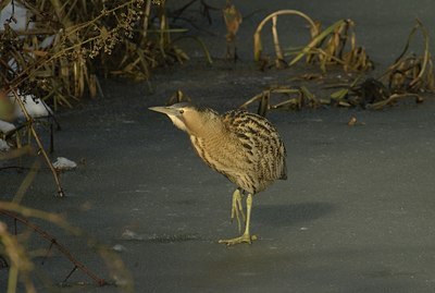 BUITEN BEELD Foto: 11824
