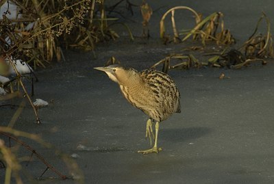 BUITEN BEELD Foto: 11824