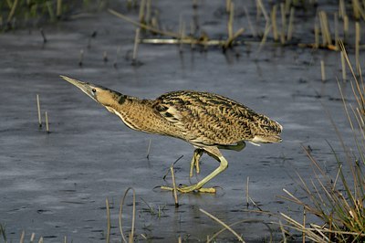 BUITEN BEELD Foto: 11829