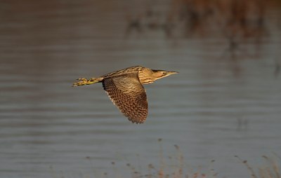 BUITEN BEELD Foto: 11846